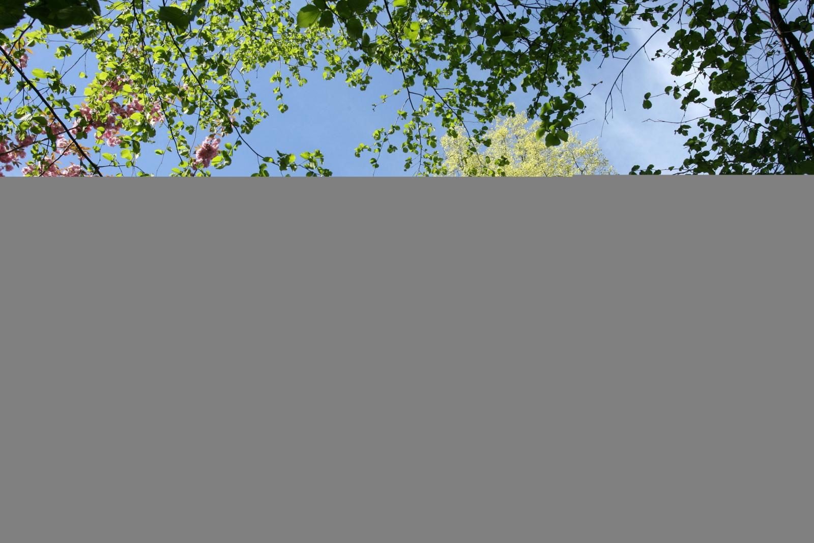 Charter for Trees (2010)