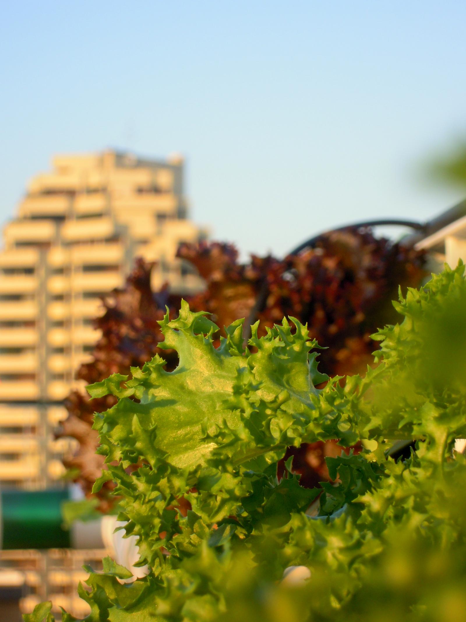 Community Garden of Via Gandusio (2012)