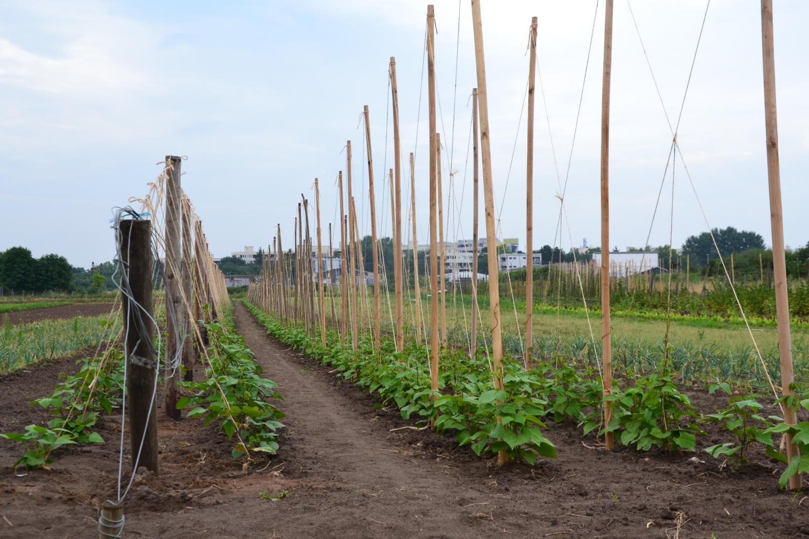 The Field at the Community Supported Agricultural Area (2016)