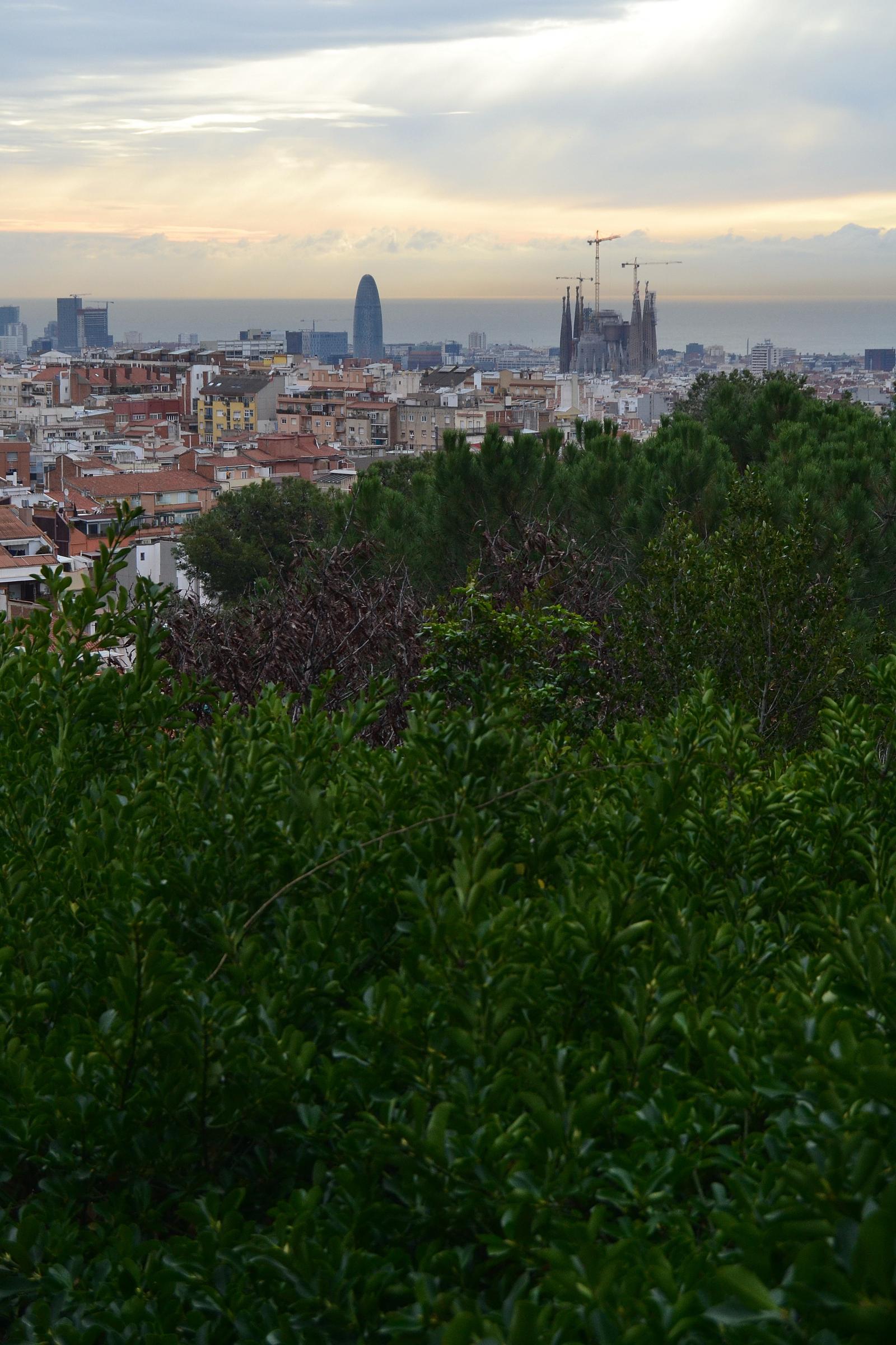 Tree Master Plan of Barcelona