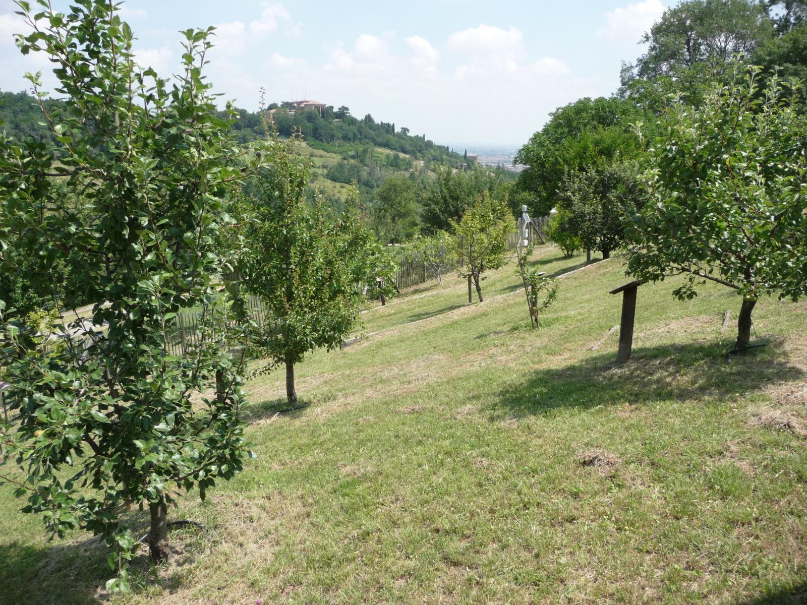 Fruit Garden in Villa Ghigi (2018)