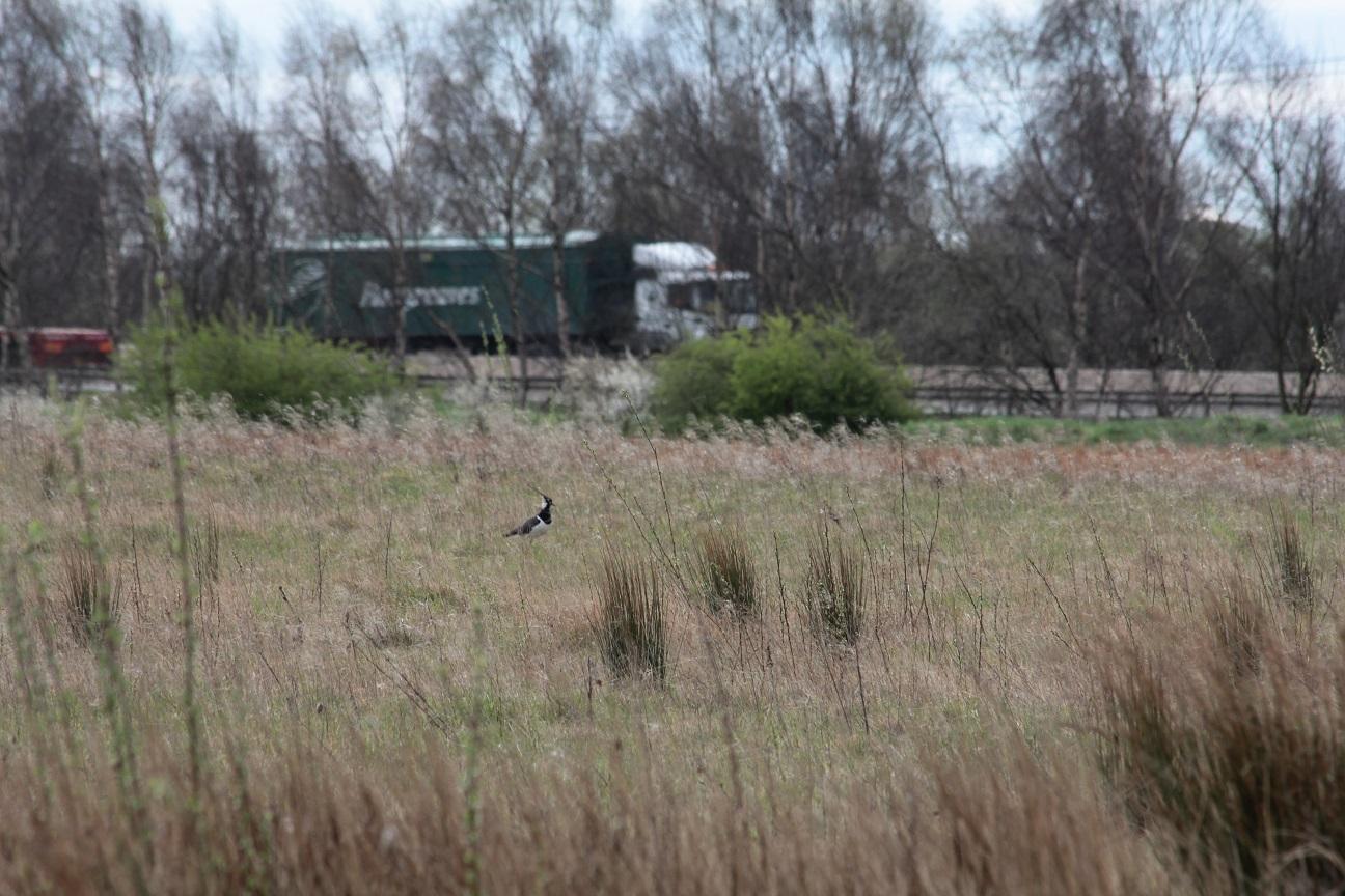 Lapwings on your Doorstep (2013)