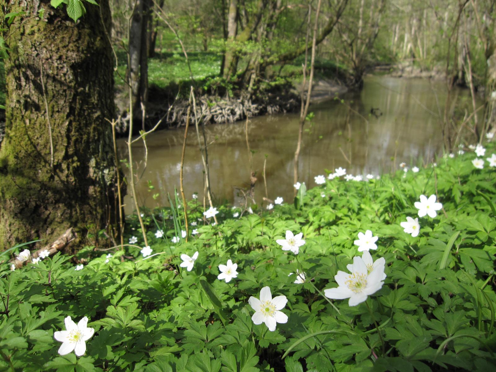 Nature Reserve Lärjeåns dalgång 