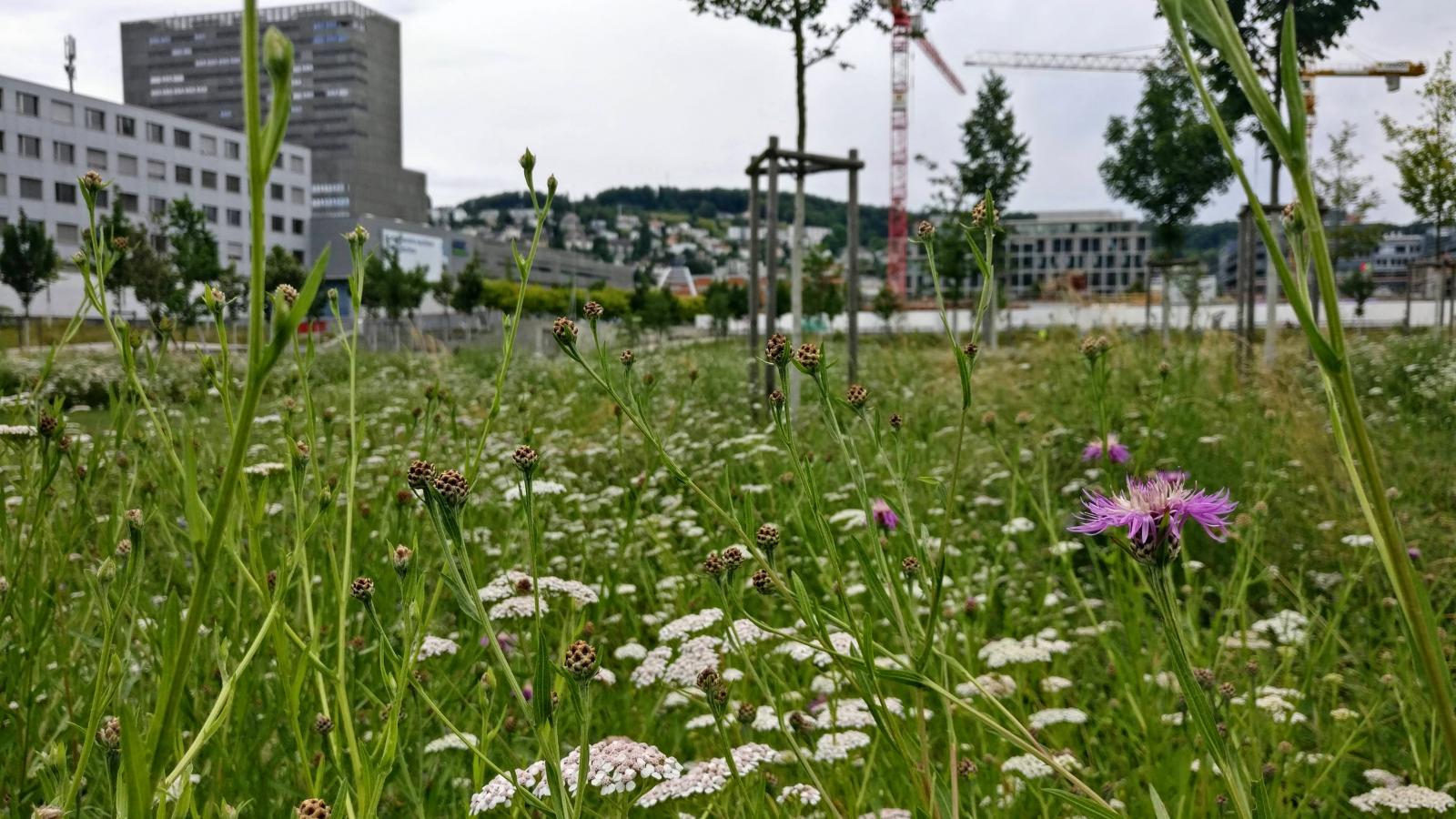 Promoting Wildflower Biodiversity (2018)