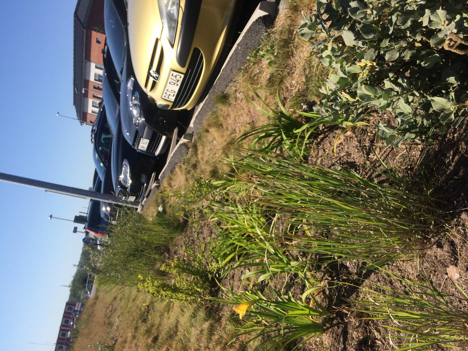 Rain gardens in Kviberg 