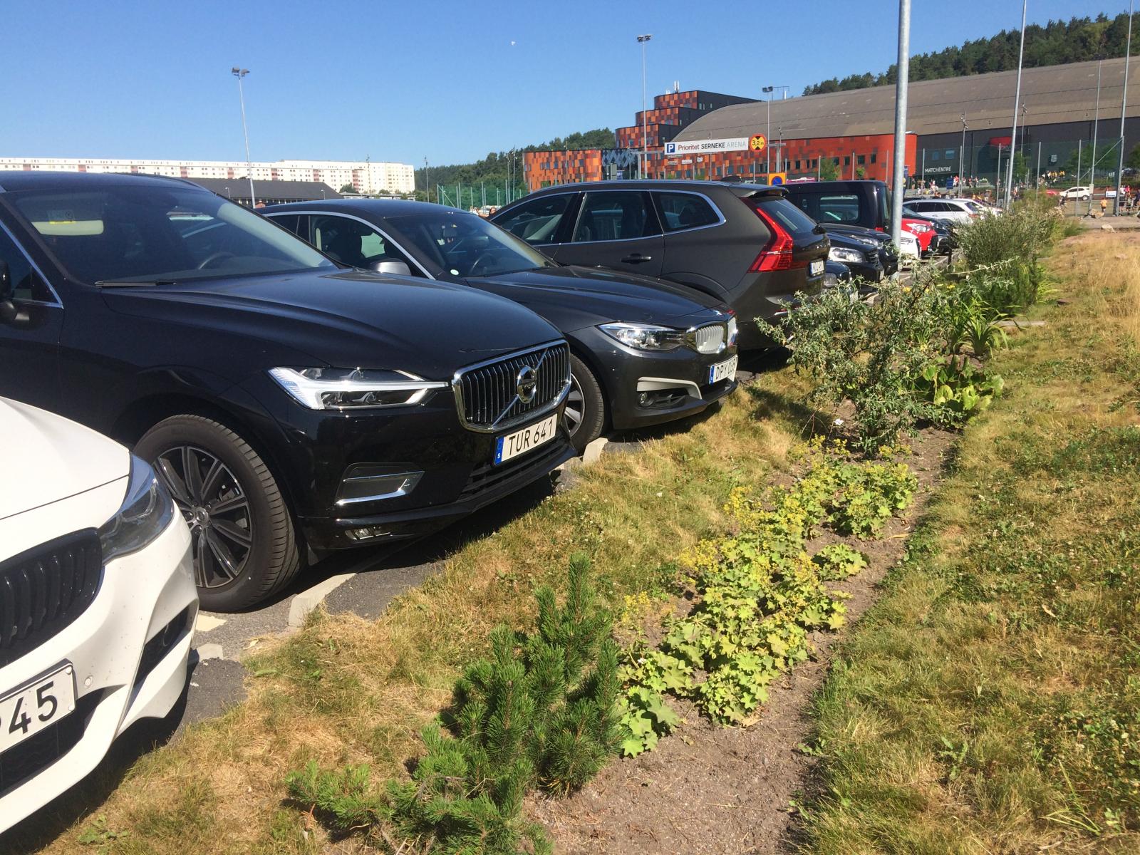 Rain gardens in Kviberg 