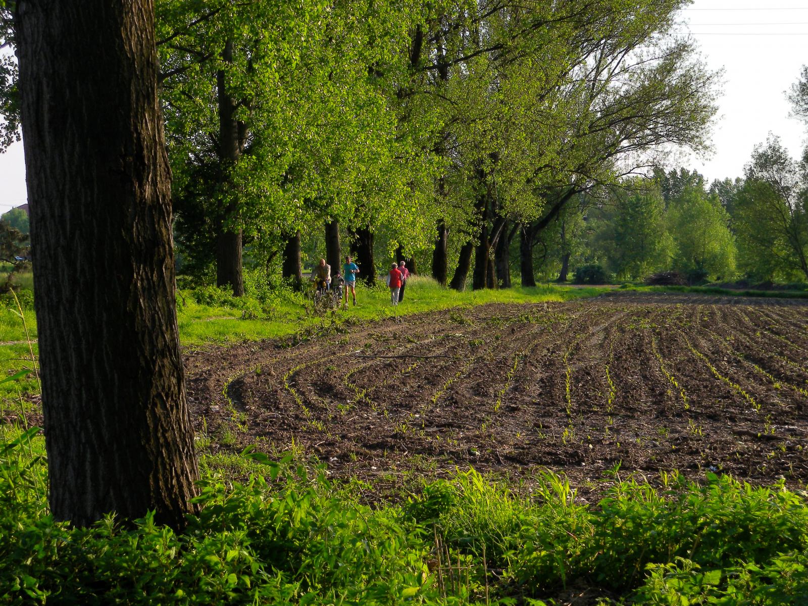 Ticinello Agrarian Park (Giuseppe Mazza 2009)
