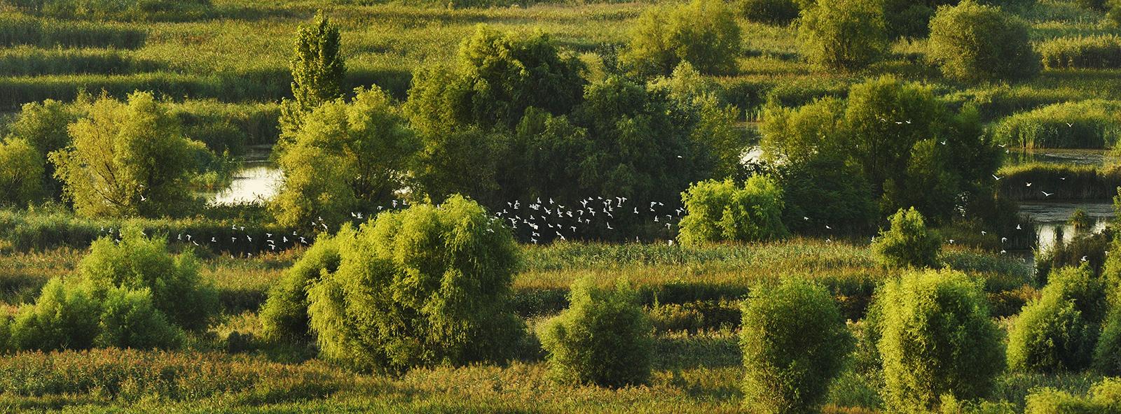 Vacaresti Nature Park (2014)