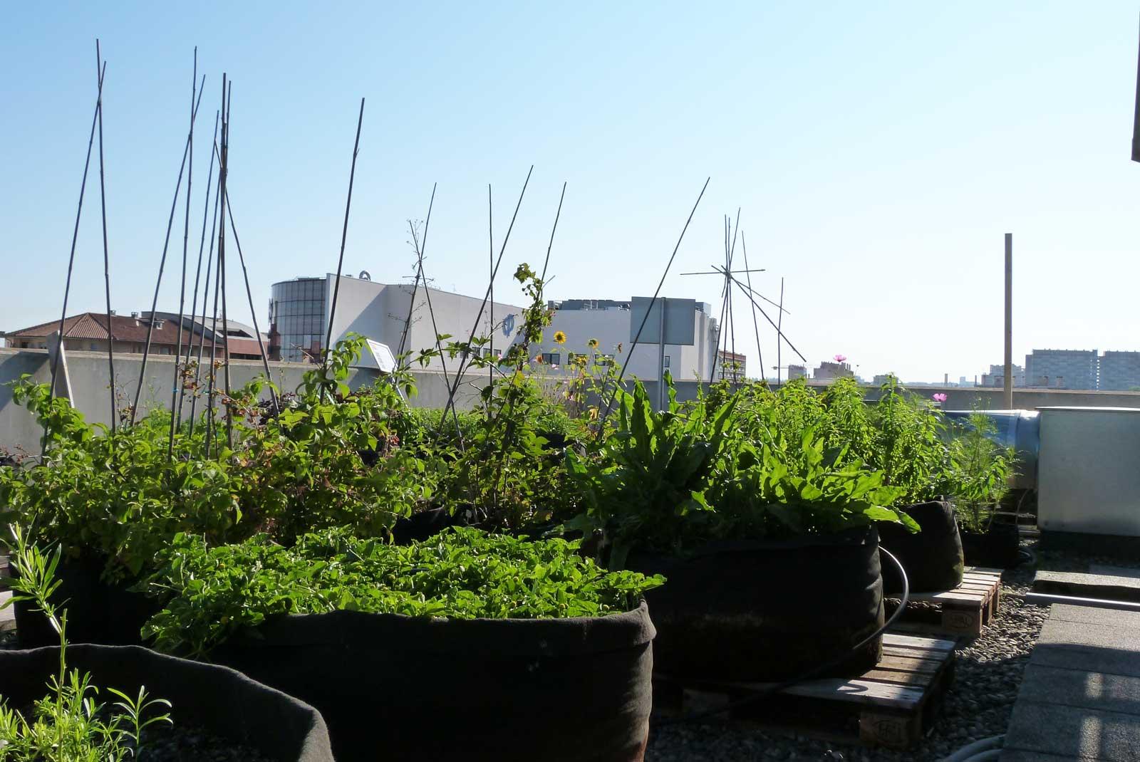 Vegetable Garden at the Roof of the Pasteur Clinic