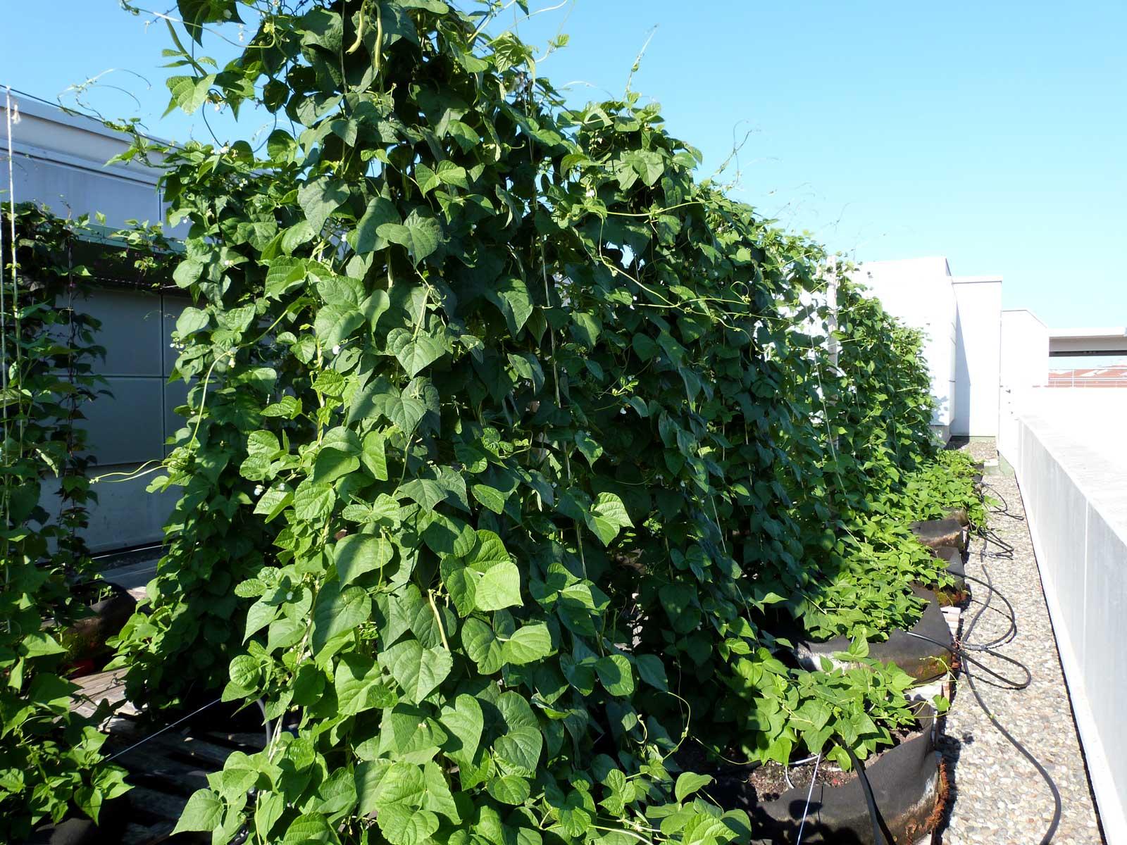 Vegetable Garden at the Roof of the Pasteur Clinic