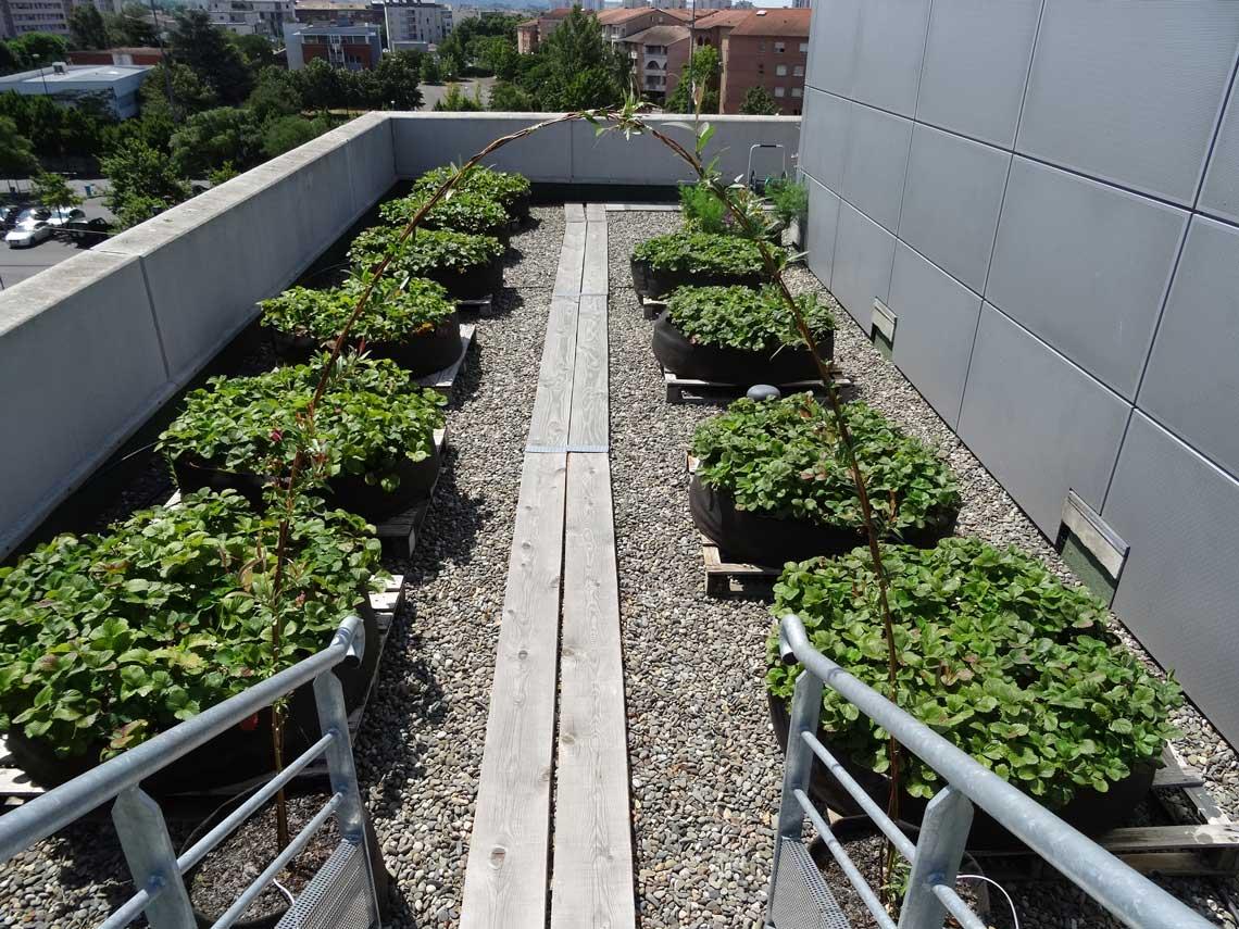Vegetable Garden at the Roof of the Pasteur Clinic