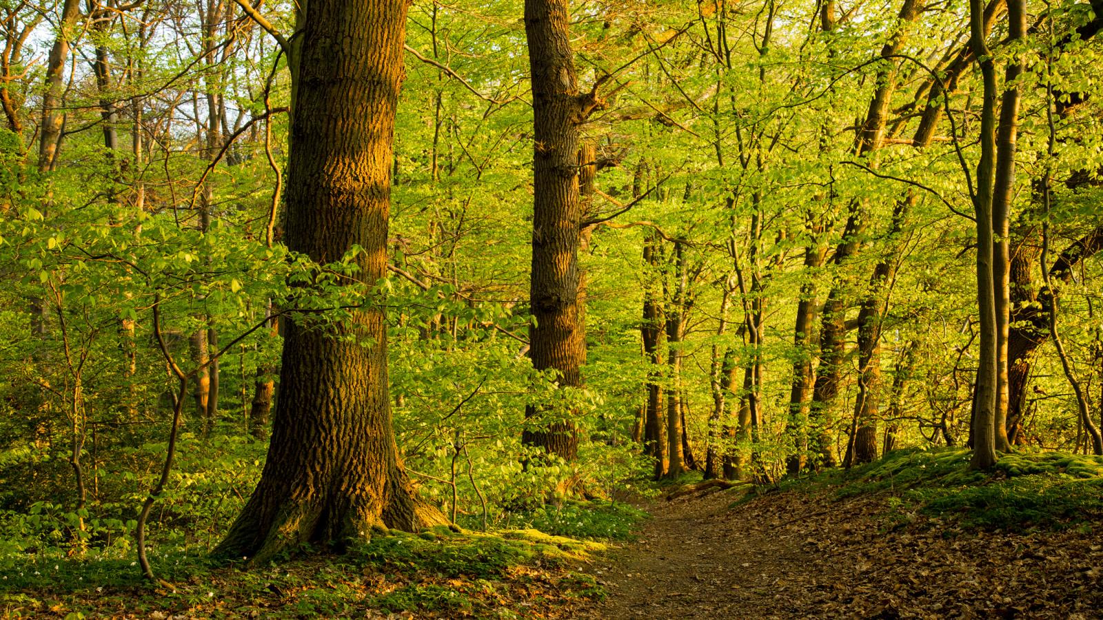 Villeforests - Life forests - waterworlds 