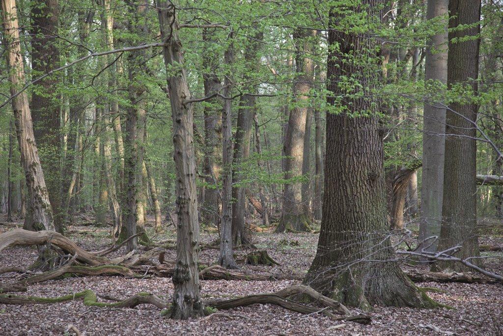 Villeforests - Life forests - waterworlds 